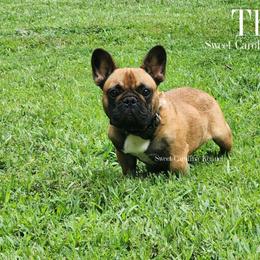 Theo (Imported) - Fawn male French Bulldog puppy in Franklinton, North Carolina from Sweet Carolina Kennel
