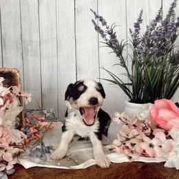 Aussiedoodle and Goldendoodle Puppies from Utah Faith Doodles