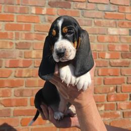 Princess - Black brown and white female Basset Hound puppy in Bellaire, Ohio from Blessed Bassets