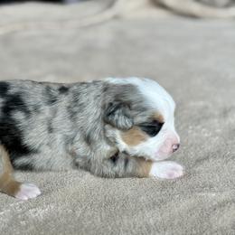 Miniature Australian Shepherd Puppies from Dripping Springs Mini Aussies
