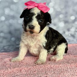 Meadow - Parti female Poodle puppy in Monroe, North Carolina from Toy Poodle Shenanigans