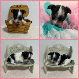 Black and White Parti Female - Parti female Yorkshire Terrier puppy in Bonney Lake, Washington from Enchanted Yorkies