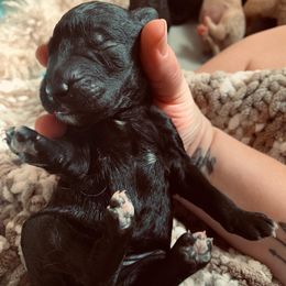 Goldendoodle Puppies from Cruella’s Doodles