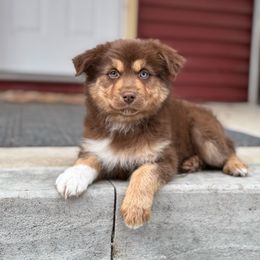 Ant - Red tri-color female Australian Shepherd puppy in Argyle, Iowa from Country Time Kennels