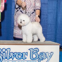 Trink - Bichon Frise