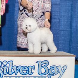 Trink - Bichon Frise
