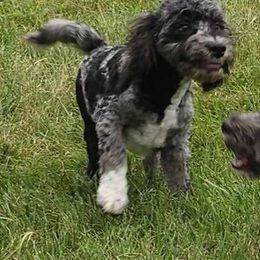 Cockapoo, Maltipoo, Morkie, and Yorkipoo Puppies from Mosaic Merle Doodles