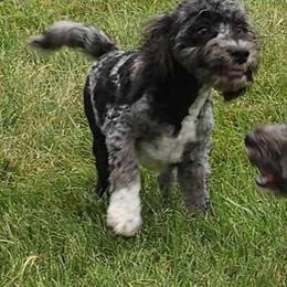 Cockapoo, Maltipoo, Morkie, and Yorkipoo Puppies from Mosaic Merle Doodles