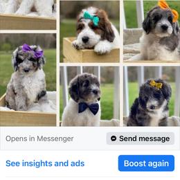 Bernedoodle, Cockapoo, and Goldendoodle Puppies from Avery Doodle Day LLC
