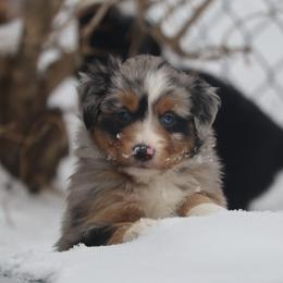 Border Collie, English Setter, and Miniature American Shepherd Puppies from First Harmony Farms