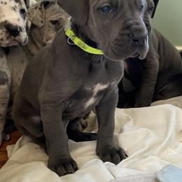 Great Dane Puppies from Sand Mountain Danes LLC