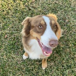 Hazel - Australian Shepherd