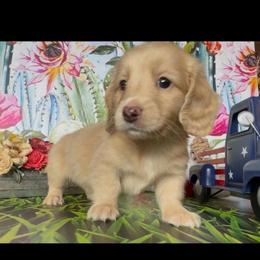 Biscotti - Cream male Dachshund puppy in Floresville, Texas from Muddy River Dachshunds