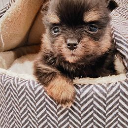 Pomeranian Puppies from Mayhew's Pomeranian Pups