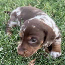 Dapple Boy - Dapple male Dachshund puppy in Buckeye, Arizona from Ryder's Roundup