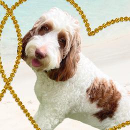 Kaia - Goldendoodle