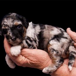 Aussiedoodle Puppies from Blue Eyes Aussies