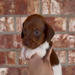 Poncho Villa - Piebald male Dachshund puppy in Deming, New Mexico from FoxieDoxies of New Mexico