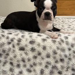 Black white brindle boy - Black and white male Boston Terrier puppy in Madera Acres, California from Muggin Bostons Terriers and Mini Dachshund