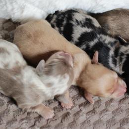 Boy 3 AKC 5000 - Dapple male Dachshund puppy in Krum, Texas from Tired Chef Dachshunds