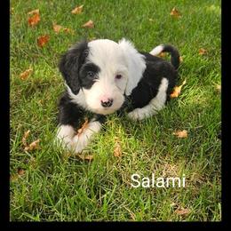Salami - Black and white female Sheepadoodle puppy in Farley, Iowa from Iowa's Doodle Co.