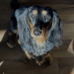 Lilly - Dachshund