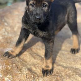 German Shepherd Puppies from North Mountain Kennels