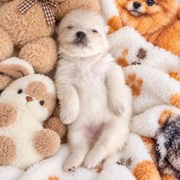 Snowbell - White female Pomeranian puppy in Las Vegas, Nevada from Ice City Pomeranians