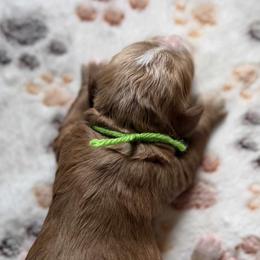 Sprout - male Cavapoo puppy in Jerome, Michigan from Haaspawz