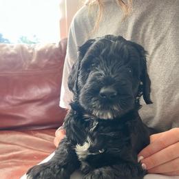 Jacob - male Golden Mountain Doodle puppy in Washougal, Washington from Sandy Creek Bernedoodles