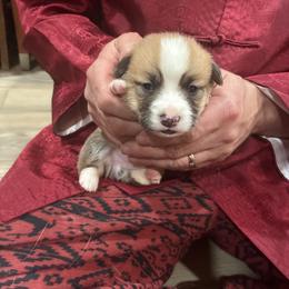 Faithful - Red male Pembroke Welsh Corgi puppy in Delton, Michigan from CorGizmo