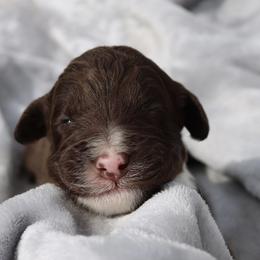 Hulk - Brown and white male Aussiedoodle puppy in Bedford, Virginia from Brandt Farms Aussiedoodles