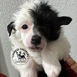 Boy 1 - male Chinese Crested puppy in Port Charlotte, Florida from Chinese Checkers Chinese Cresteds