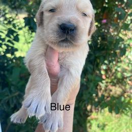 Blue - Golden male Golden Retriever puppy in Jesup, Georgia from Painted Platinum Retrievers (Painted Platinum Kennel) PPK