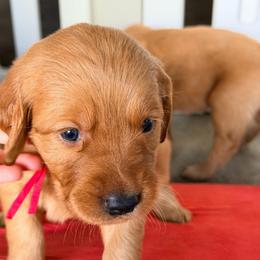 Red - Dark golden female Golden Retriever puppy in Smithfield, Utah from Golden Palms Puppies
