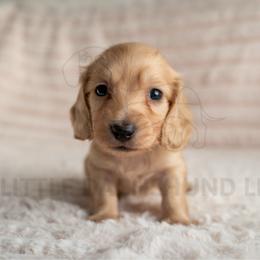 Brioche - Cream male Dachshund puppy in Temecula, California from Naomi Magee's Dachshund Kennel