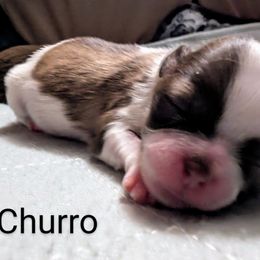 Shih Tzu Puppies from Sweetz Kennelz