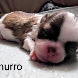 Shih Tzu Puppies from Sweetz Kennelz