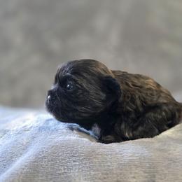Sasha - Chocolate and tan female Shih Tzu puppy in Ronda, North Carolina from Willow River