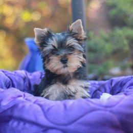 Gorgeous Girl - Blue and gold female Yorkshire Terrier puppy in Stanton, California from Essence of Grace Yorkies