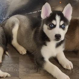 Siberian Huskies from Steven Carrillo's Siberian Huskies