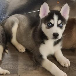Siberian Huskies from Steven Carrillo's Siberian Huskies