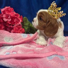 Roxey - Blenheim female Cavalier King Charles Spaniel puppy in Mt. Ulla, North Carolina from Divine Cavaliers