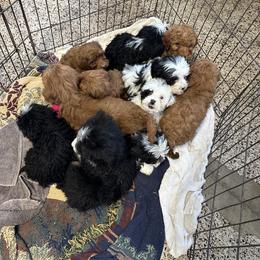 Cavapoo Puppies from Buttercup Doodles