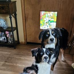 Australian Shepherd Puppies from Gypsy River Aussies