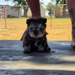 LV - Liver male Miniature Schnauzer puppy in Stilwell, Oklahoma from LR&R Dog Co.