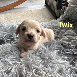 Dachshund Puppies from Dashing Dachshunds