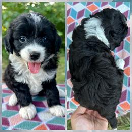 Girl 3 - Black and white female Aussiedoodle puppy in Hillsboro, Illinois from Perfect Paws Puppies