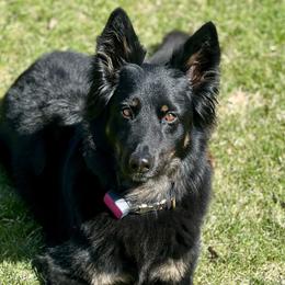 Tippy - Bohemian Shepherd