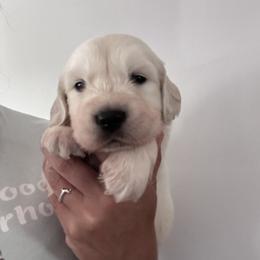Red - Light golden male Golden Retriever puppy in Wyoming from Great Basin BMD